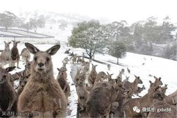 澳大利亚会下雪,澳大利亚会下雪