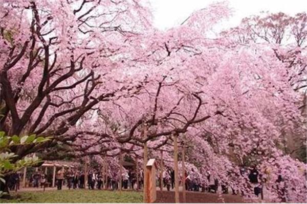 去日本留学通常需要多少钱?去日本留学一年多少钱?