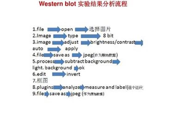 wb实验的详细步骤,10kd蛋白质转移条件