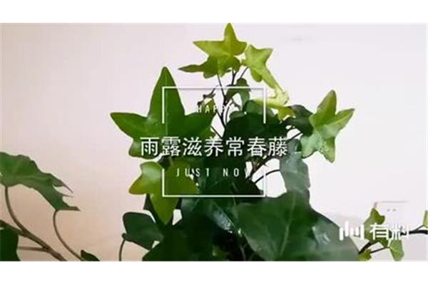 北京常青藤经贸有限公司莱昂纳多影业